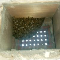 Liverpool Cathedral: Bee hive removal from a tree
