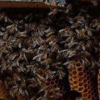 Liverpool Cathedral: Bee hive removal from a tree